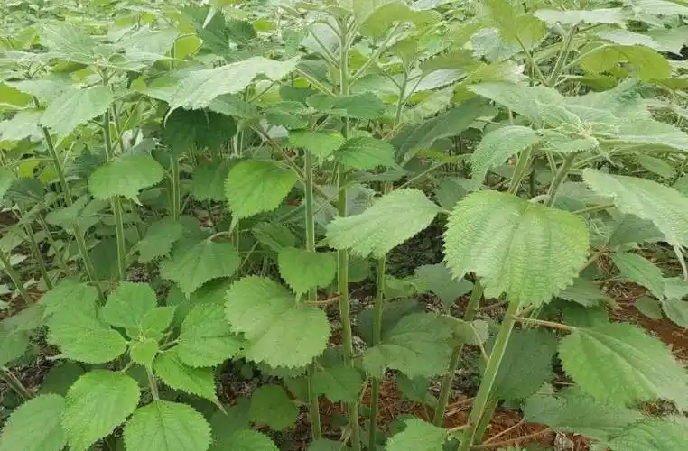 其实学名叫"苎麻",也有人管它叫白叶苎麻,野麻,青麻,野苎麻等,不同