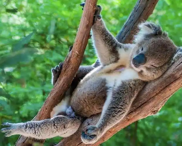 看着这些睡意盎然,憨态可掬的树袋熊,你也打哈欠了么?