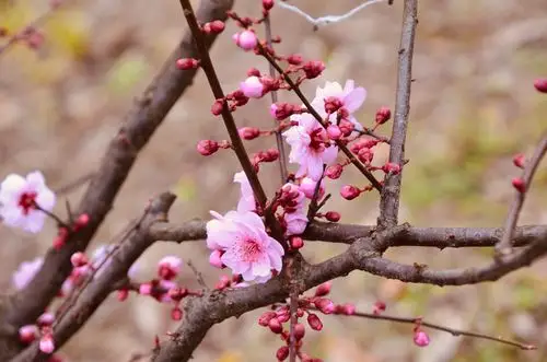《美人梅,是今年最后开花的品种》【原创拍摄】