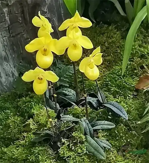 黔西南州绿缘公司建成藏珍纳宝的兜兰国家花卉种质资源库