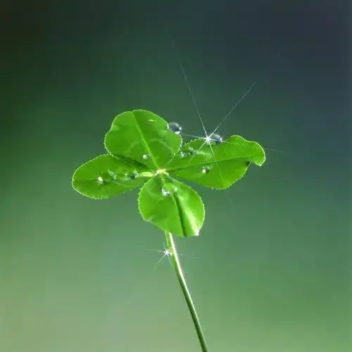 绿色背景,阴影,网络,石子,四叶草,高光,几何,计算机图形,合成,幸运草
