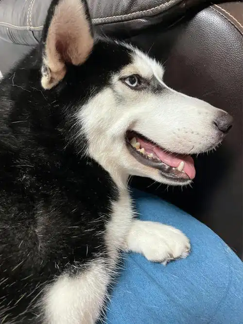 我好爱我的哈士奇