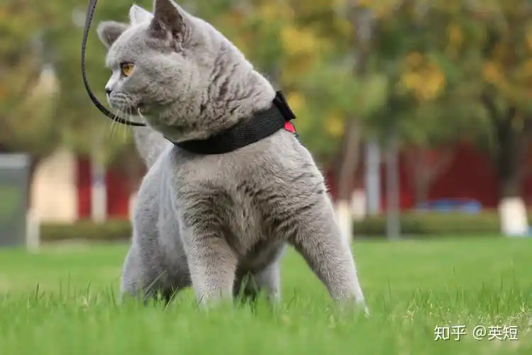 英短双血统纯蓝色英国短毛猫