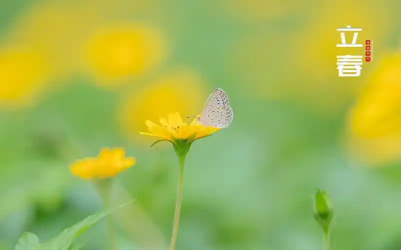 二十四节气立春清新唯美主题图,节日合集-回车桌面
