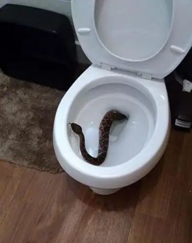 美国一住户马桶中钻出响尾蛇 家里共藏24条蛇(组图)