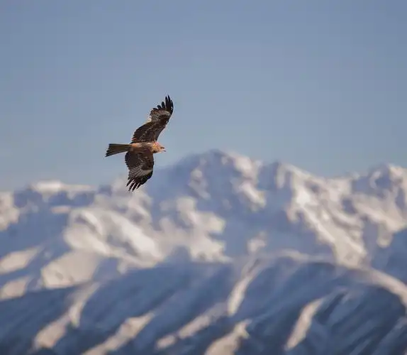 新疆天山之鹰