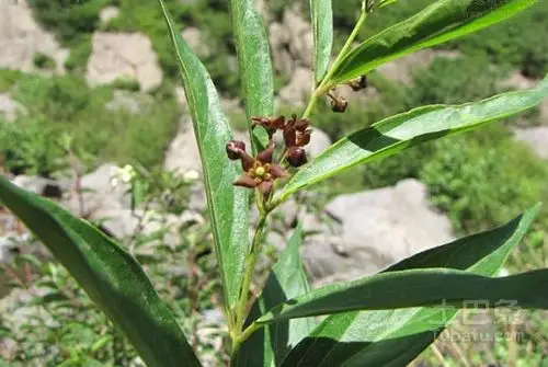 徐长卿的功效与作用及食用方法