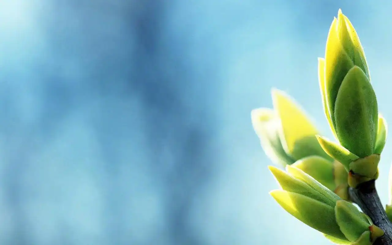 高清壁纸~~分享一组小清新绿色植物图片壁纸给大家~~清新护眼的绿色