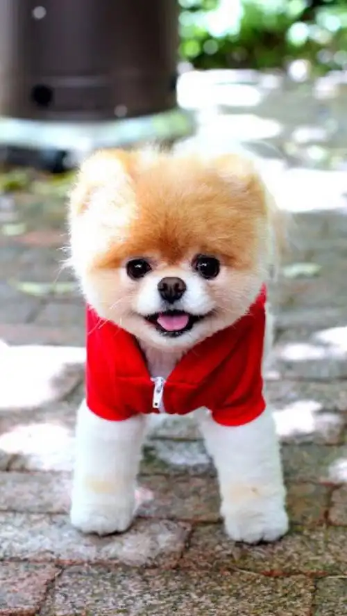 可爱小萌宠 狗狗壁纸