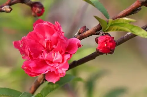 又见一年桃花红,2021年2月25日摄于园博园