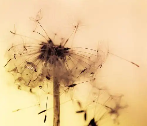 一组安静的小清新植物 - 堆糖,美图壁纸兴趣社区