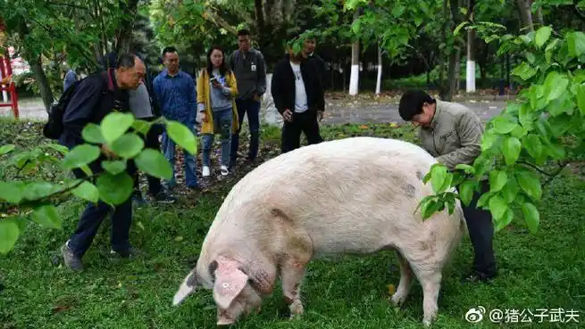 四川汶川大地震36天后,埋在废墟下的"猪坚强"被发现,随后被建川博物馆