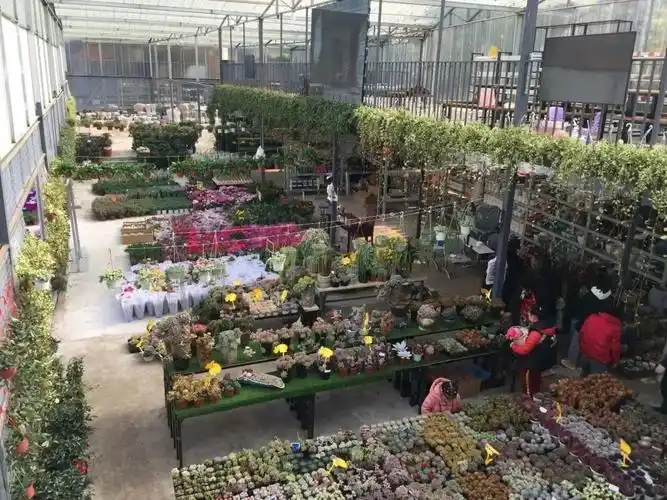 重庆花鸟市场全攻略,带你逛遍冬日里的花花世界-单招货源网