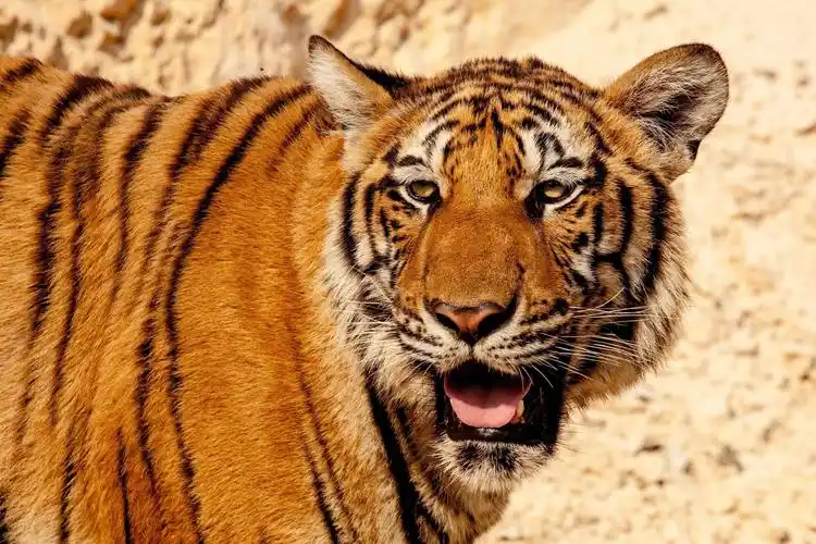 老虎壁纸,高清图片,壁纸,动物-桌面城市