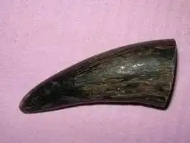 犀牛角,清热解毒,凉血定惊