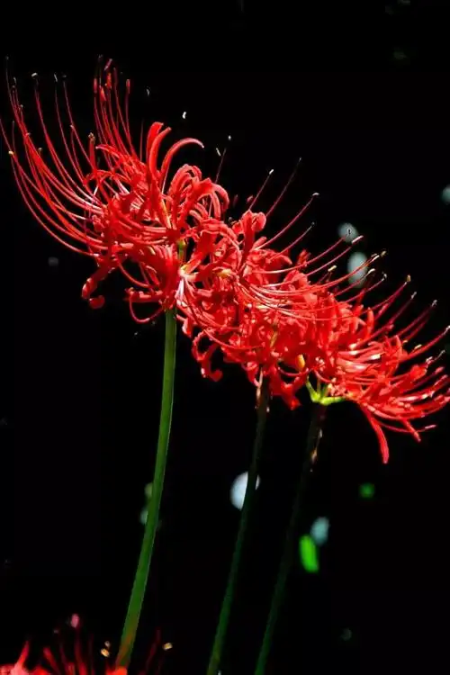 彼岸花的真正花语(彼岸花的真正花语纹身)