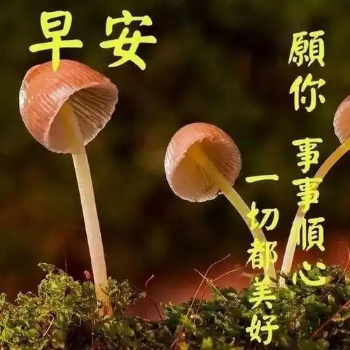 原创2021年3月29日星期一清晨早上好非常漂亮动态表情图片周一最新