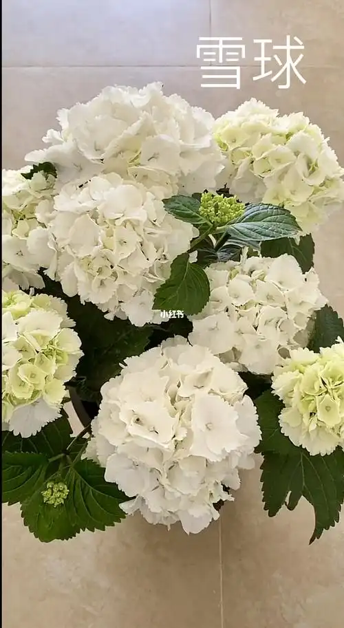 雪球～一款白色的绣球,很美