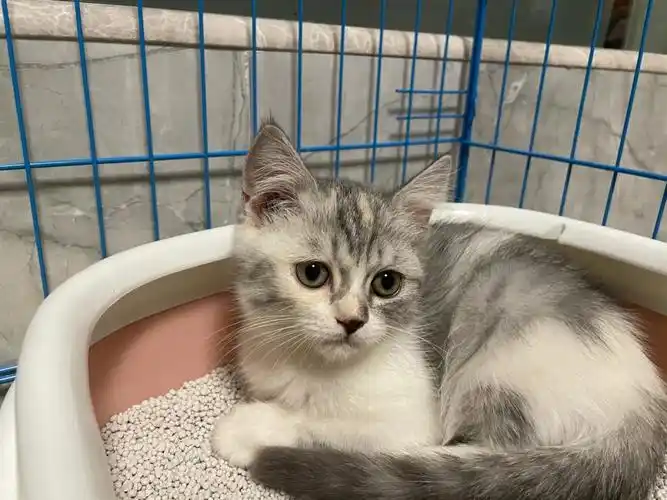 有没有小主子是养了美短配三花的呀,今天在花鸟市