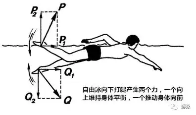 教练之家自由泳20节课教案教练收藏版