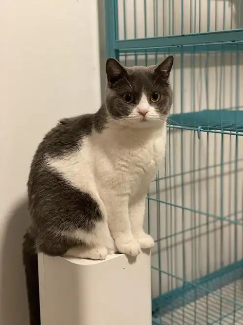 英短蓝白 蓝猫领养