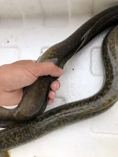 鱼花观赏观赏鱼鳗花鳗鱼活体花鳗苗鳗鳗凶猛鱼鱼