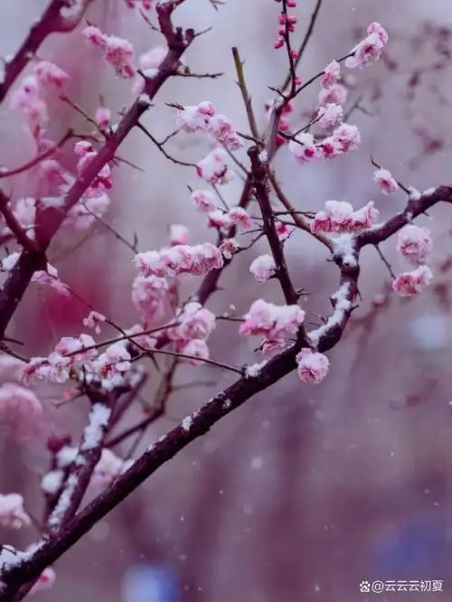 12首梅花诗词一朵江梅春带雪暗香浮动黄昏月唯美了整个冬天