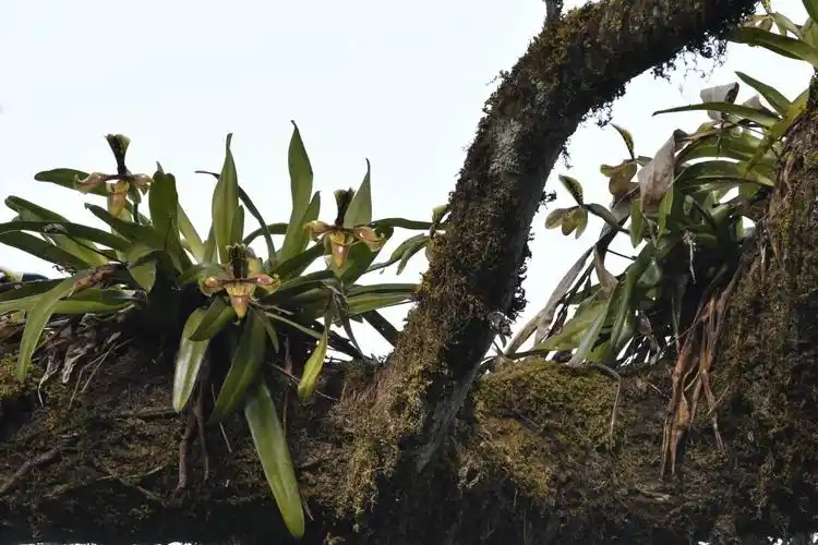 铜壁关生物志兰中上品波氏兜兰