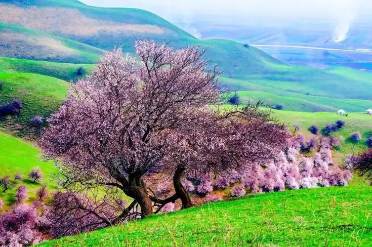 拍摄内容:库尔德令是另一处拍摄野杏花的绝佳去处,这里的杏花树与