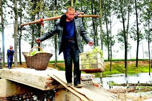 5月13日,牡丹区马岭岗镇朱桥村菜农朱俊明用扁担挑着两筐蔬菜战