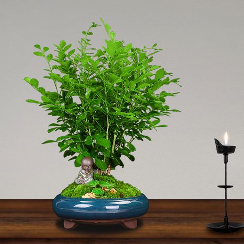 里香盆栽浓香植物室内七里香驱蚊绿植老桩盆景四季好养树苗花卉优惠券