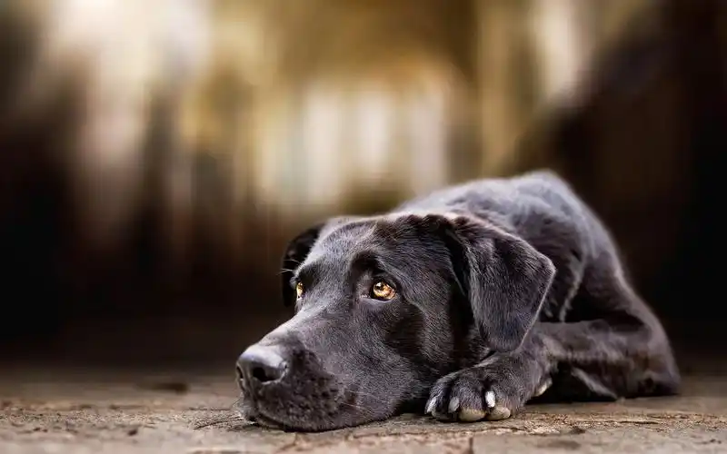 壁纸 黑狗,悲伤,看,眼睛