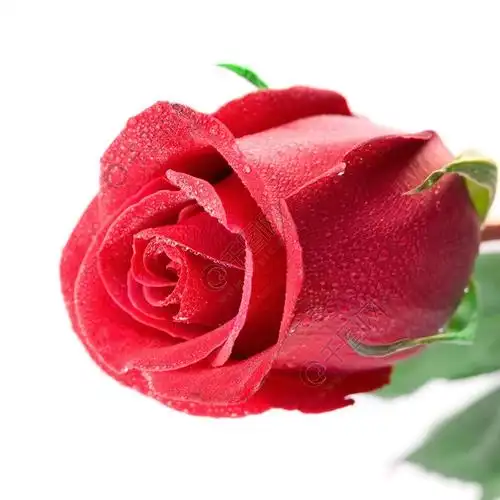在白色背景隔绝的红色玫瑰特写镜头文本的可用空间