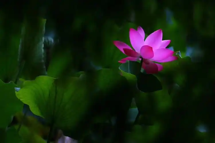 因荷而夏凉,于莲乎静心!