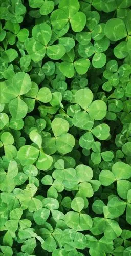 四叶草,传说能给人带来好运.