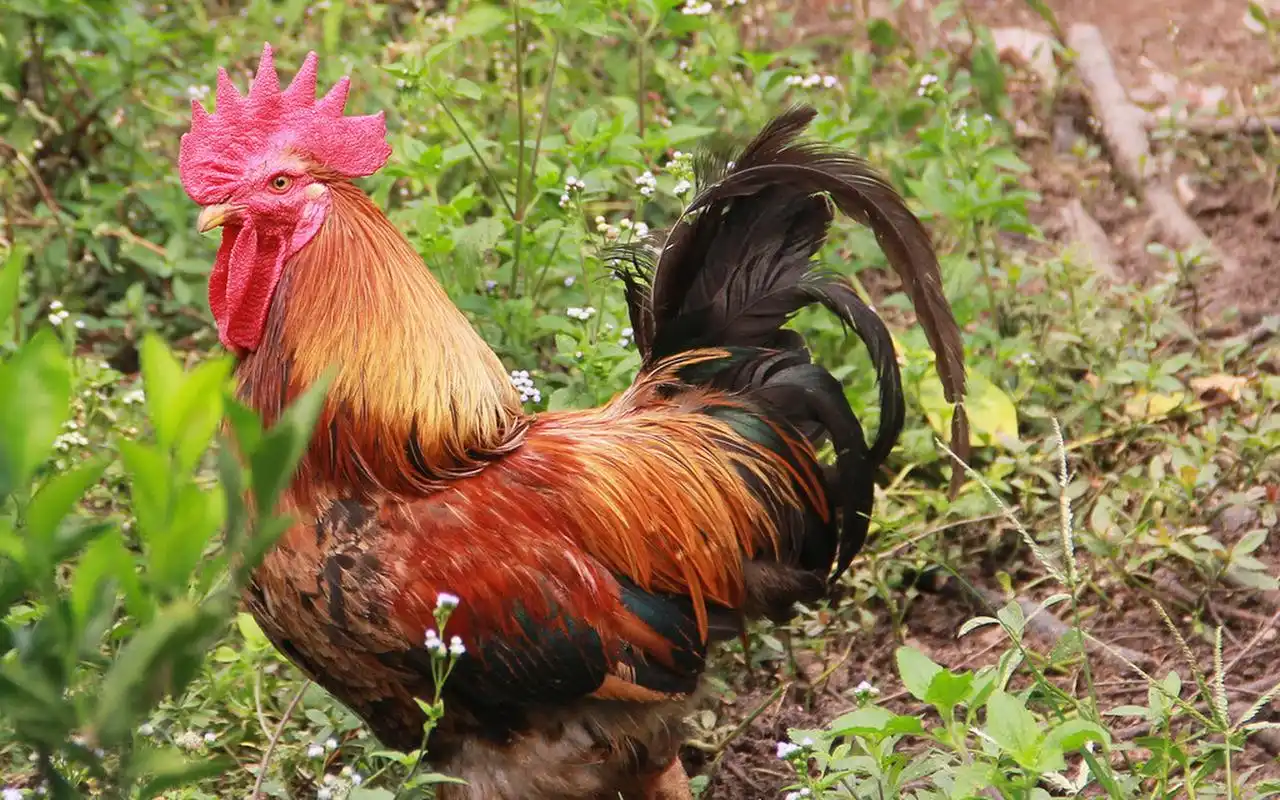 英勇顽强的公鸡桌面壁纸下载(一)高清大图预览1920x1200_动物壁纸下载