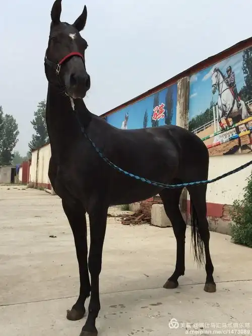 出售俄罗斯进口汗血马,颜色,纯黑色,身高,157,年龄8岁,以怀孕.