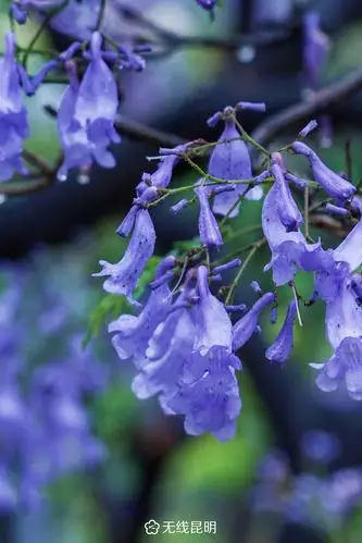 蓝花楹壁纸解锁昆明初夏全部的美