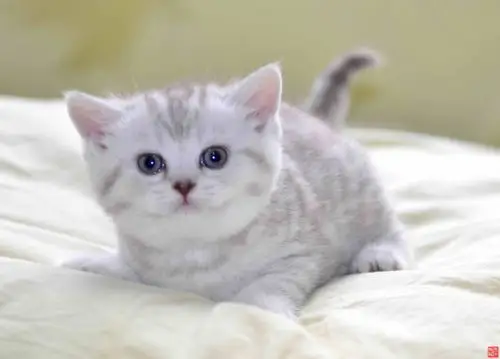 英国短毛猫