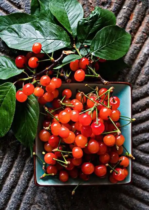 水果-堆糖,美好生活研究所