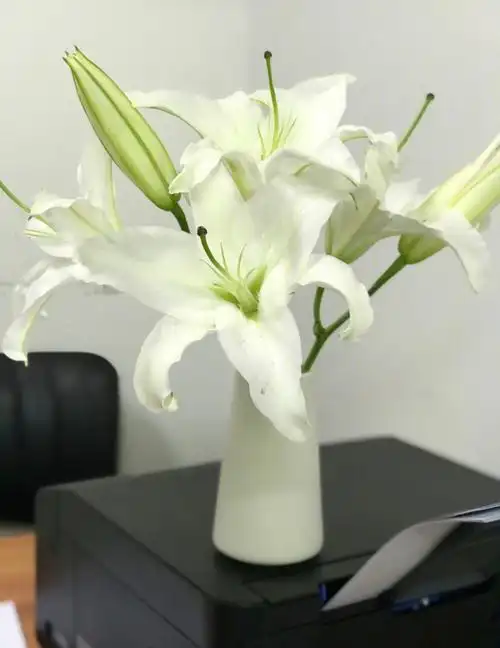 香水百合西伯利亚