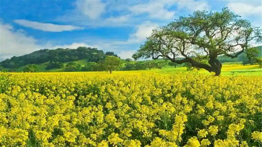 82张护眼电脑桌面壁纸尺寸(1920x1080)适合任何电脑尺码,全是以绿色