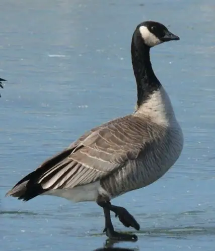 总督湖畔又见加拿大黑雁