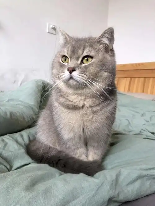 5个月英短小豹子找主人