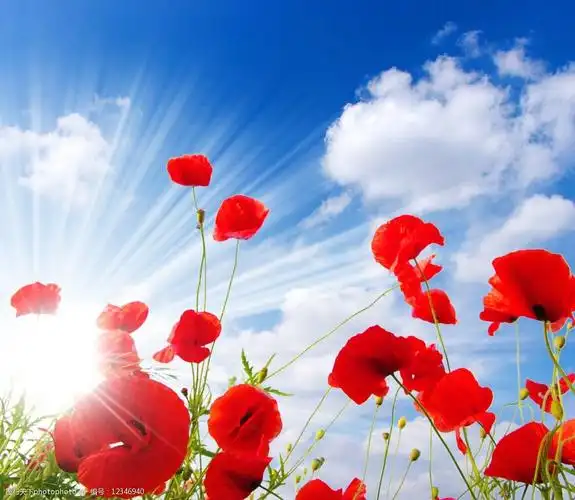 蓝天白云绿草红花阳光光线光芒图片