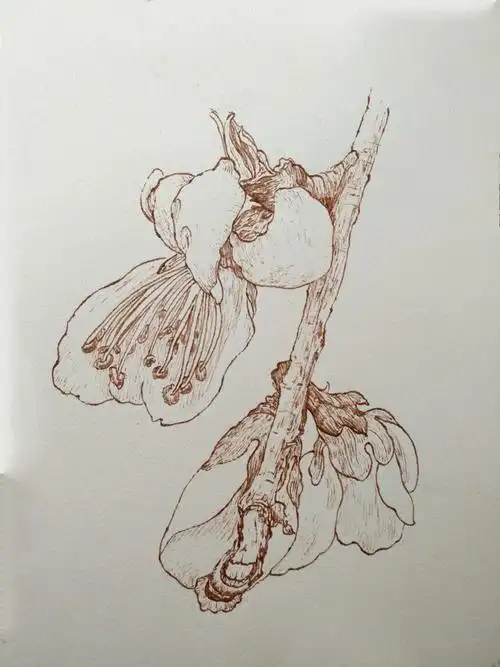 手绘花草植物杏花