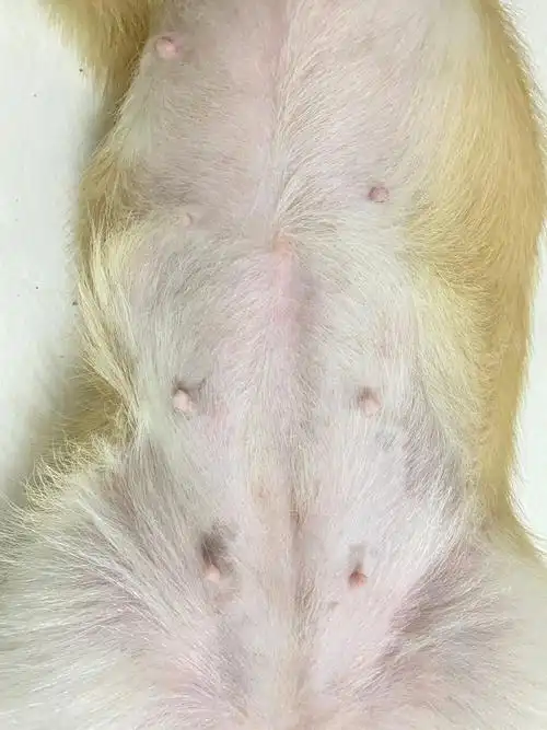 我家宠物好可爱  #狗狗  #柯基  #怀孕  #新手养狗