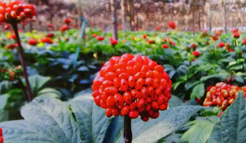 文山诗人咏三七 - 美篇