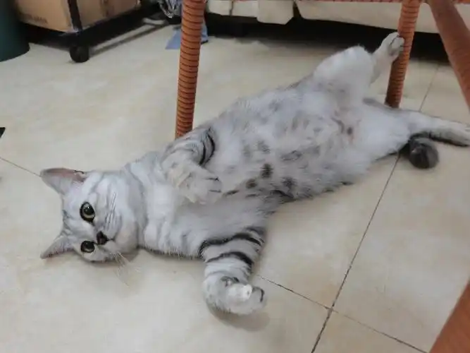 图一猫妈妈(是银渐层和美短配的)