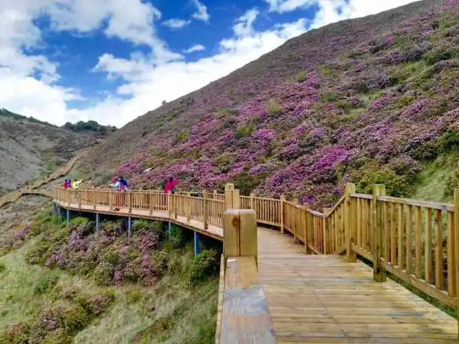 马鹿塘杜鹃花海景区-"今天去游览,有点失望,因为花都凋谢了.人.